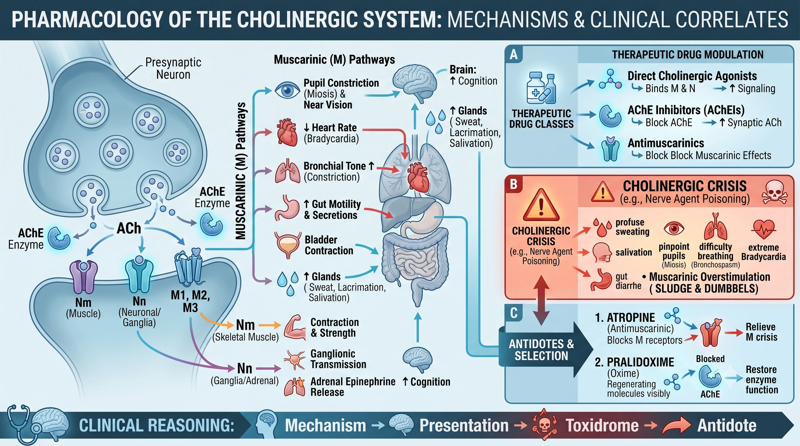 Autonomic Nervous System - Cholinergics