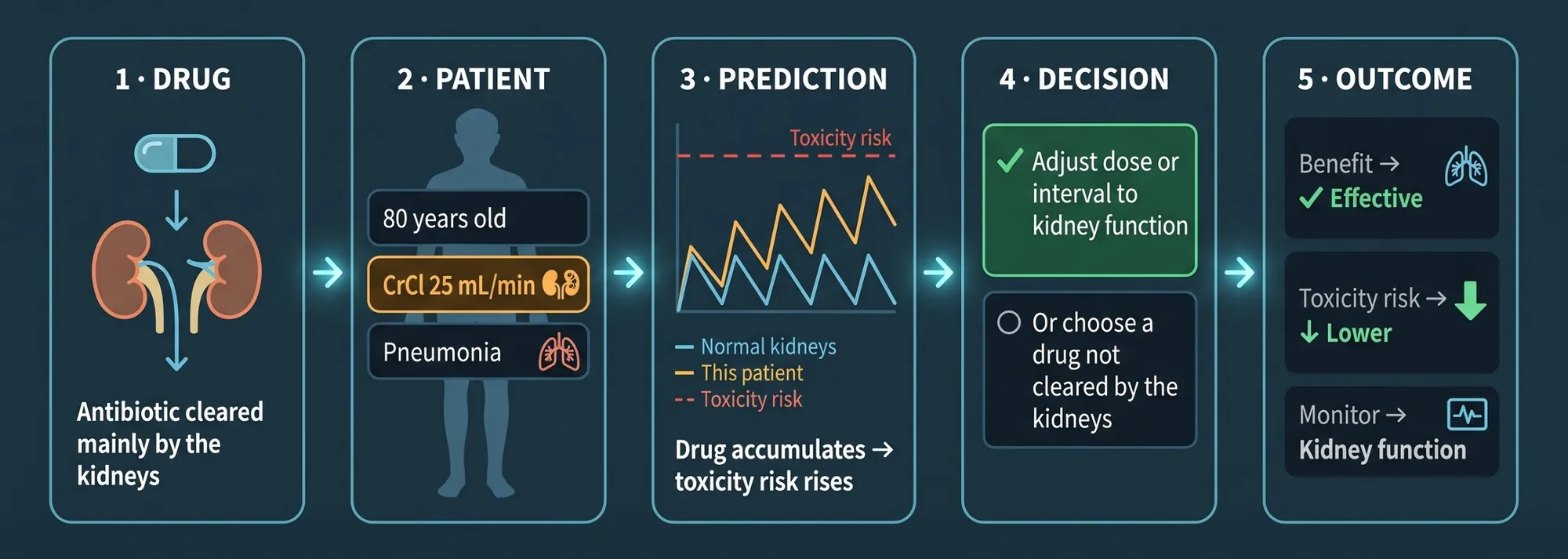 The clinical reasoning chain in five steps: 1 Drug, an antibiotic cleared mainly by the kidneys. 2 Patient, 80 years old, creatinine clearance 25 mL/min, pneumonia. 3 Prediction, the drug accumulates and toxicity risk rises compared with normal kidneys. 4 Decision, adjust the dose or interval to kidney function, or choose a drug not cleared by the kidneys. 5 Outcome, effective benefit, lower toxicity risk, monitor kidney function.